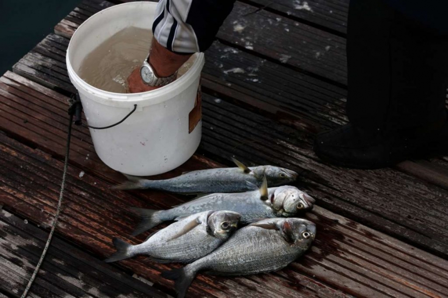 Η μεγάλη απάτη με τα ψάρια