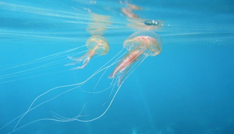 Γιατί γέμισαν μέδουσες οι ελληνικές θάλασσες;