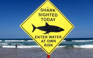 Τα σαγόνια του καρχαρία σκόρπισαν τον τρόμο σε Φλόριντα και Καλιφόρνια